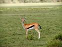 Thompsons Gazelle
